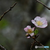 公園の十月桜