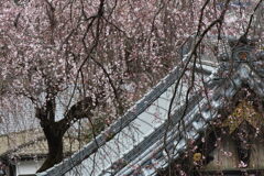 宏善寺の枝垂れ桜①