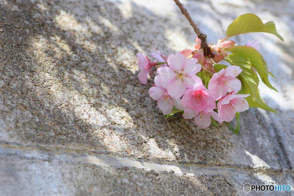 ブロック塀に花飾り