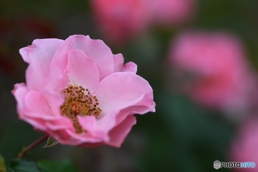 ピンクの薔薇