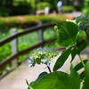 今日の薬師池公園