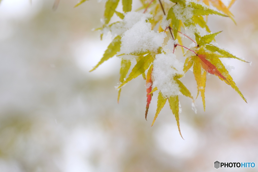 モミジと雪