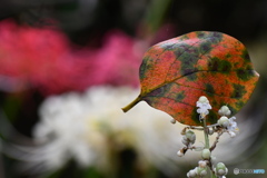 落葉と 紅白の曼珠沙華