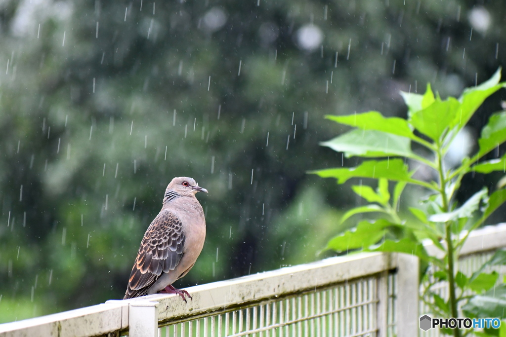 雨の日の訪問者