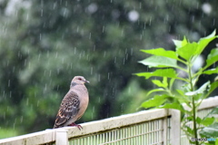 雨の日の訪問者