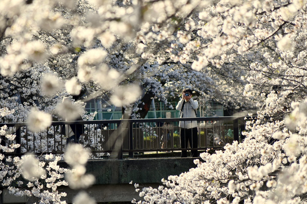 満開の桜⑦