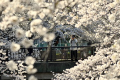 満開の桜⑦