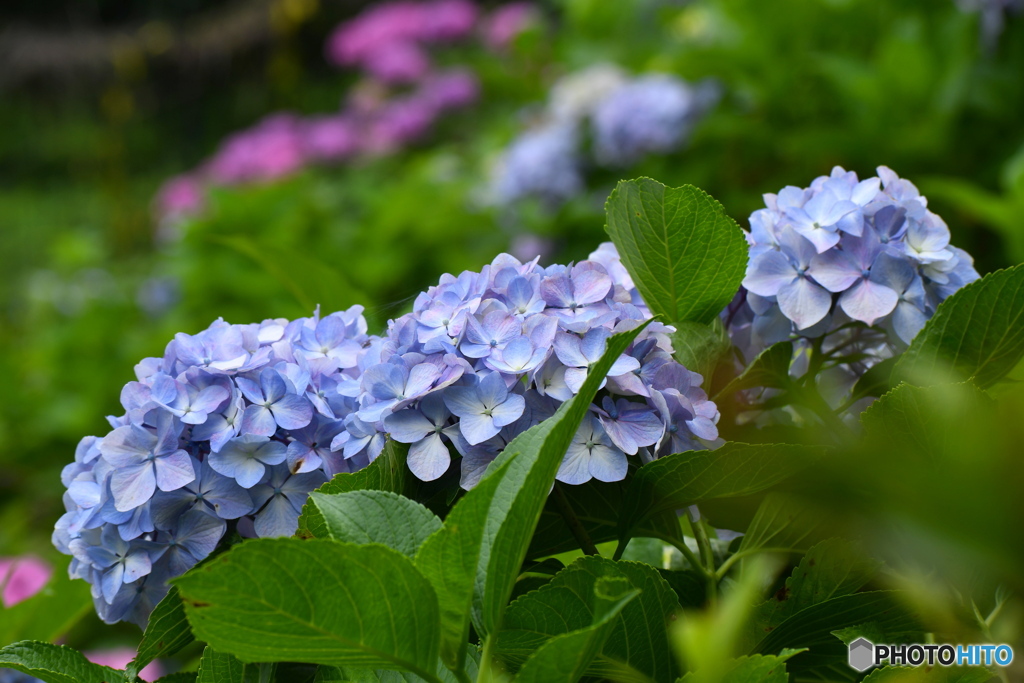 水色の紫陽花