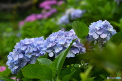 水色の紫陽花
