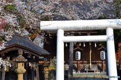 護国神社と桜