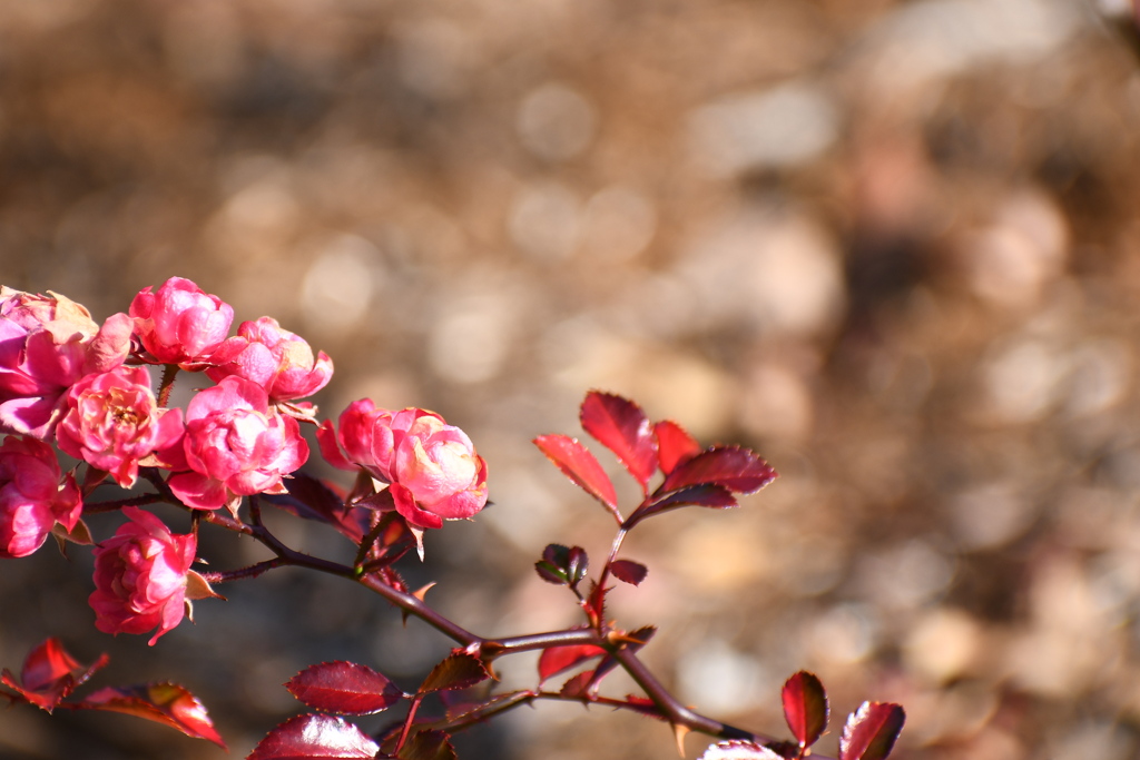 野津田公園の薔薇