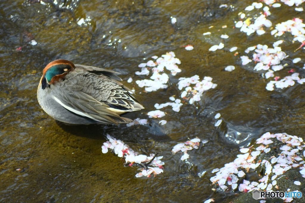 カモさんと花筏