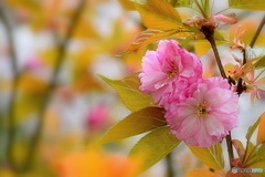 八重桜