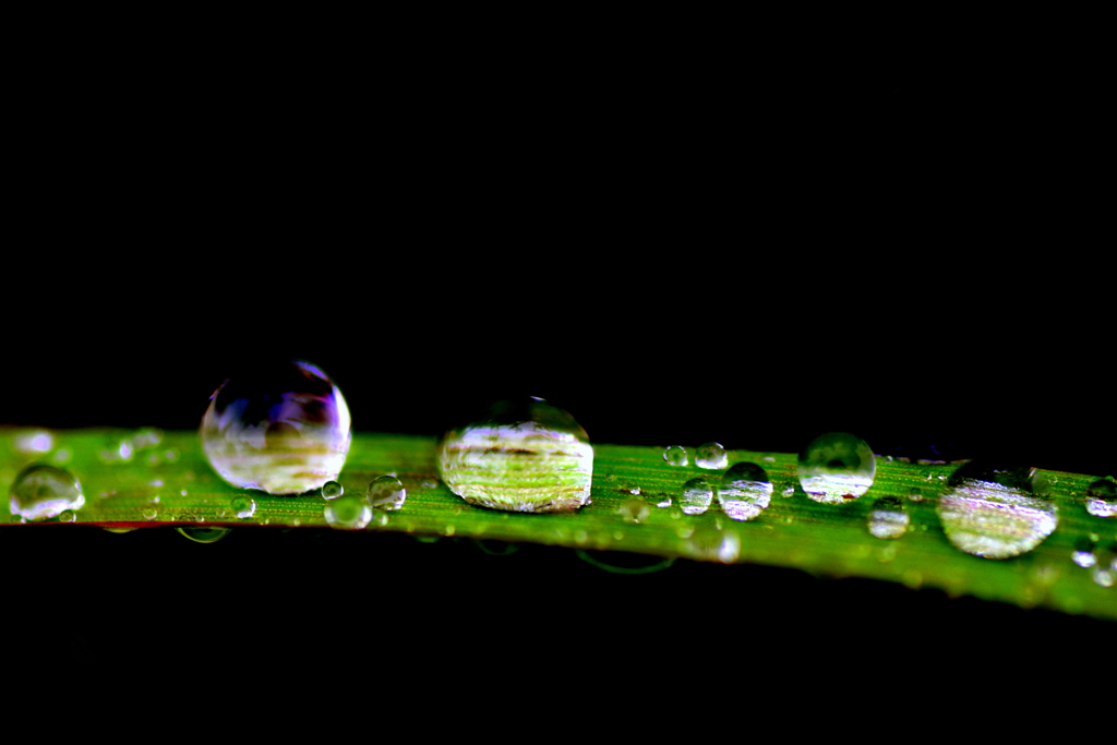 朝の水滴