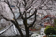 宏善寺の枝垂桜⑦