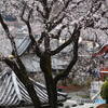 宏善寺の枝垂桜⑦