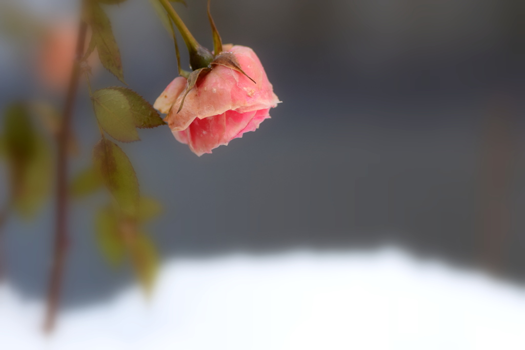 真冬の薔薇