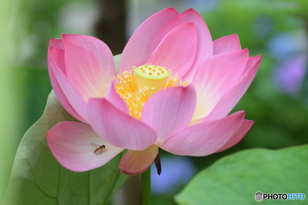今朝の 蓮の花