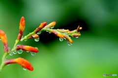 雨上がり