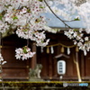 神社の桜