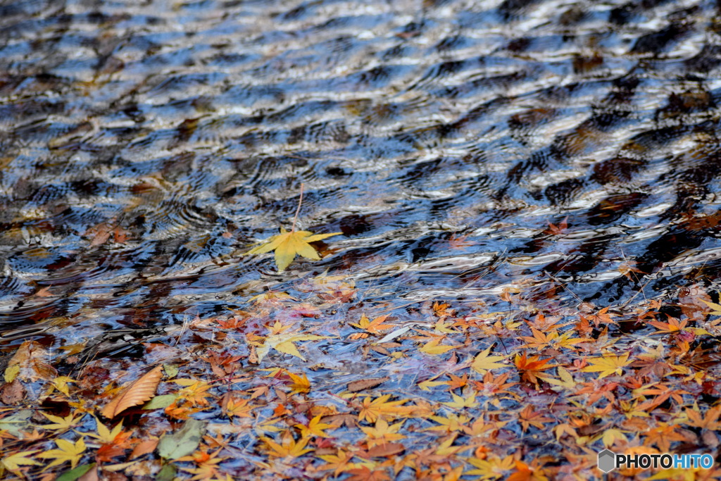 心字池の落ち葉