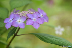 紫陽花の季節ですね