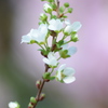 小さなお花