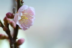 梅