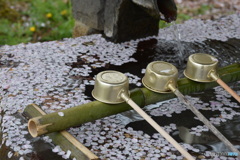 今朝の手水舎