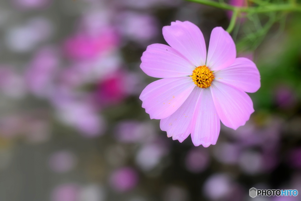 散った花びらを背景に
