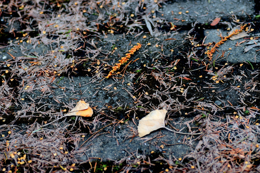 雪が消えた公園の散歩道