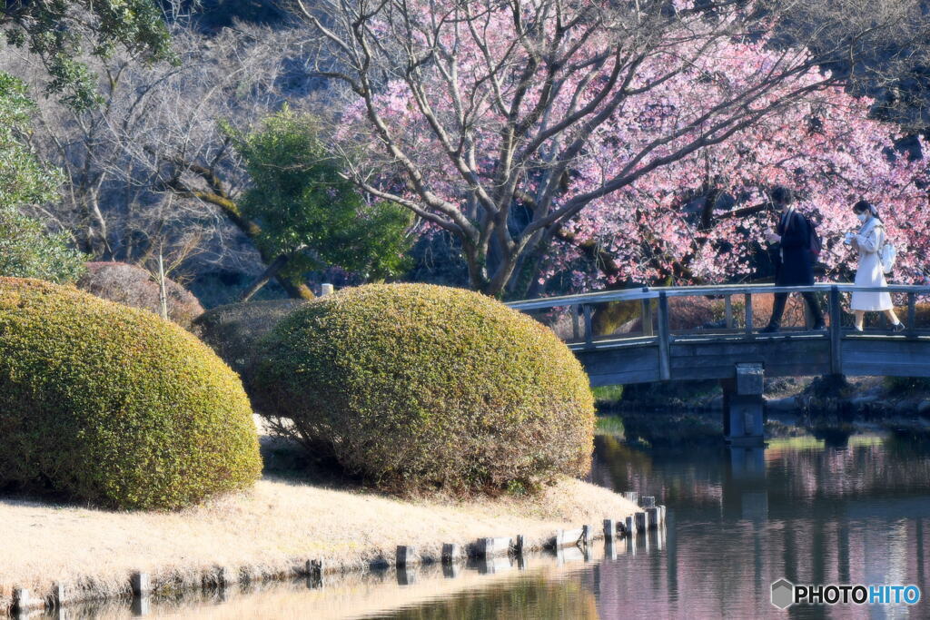 新宿御苑の桜