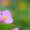 アリさん　み～つけた！