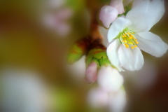 家の中の桜