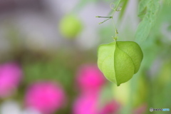 フウセンカズラと ピンクのお花