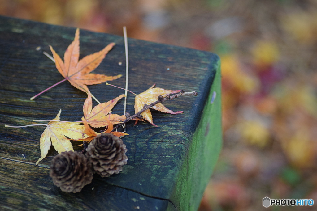 昨日より 仲間が増えていました