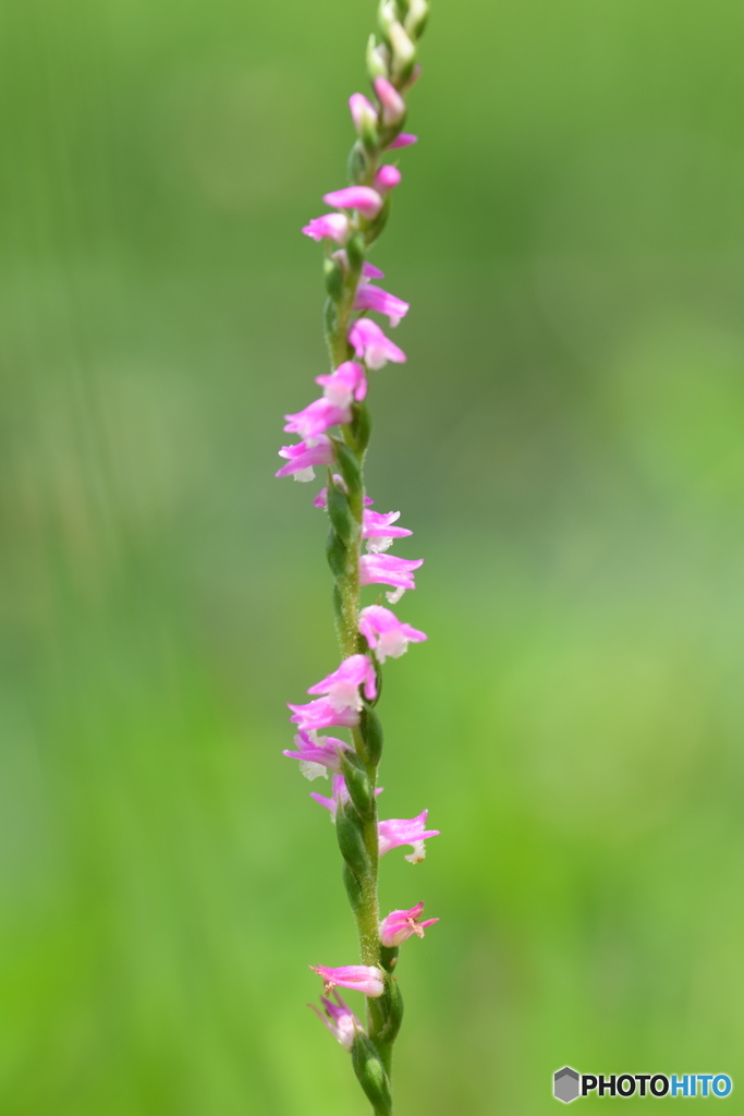 道端のネジバナ