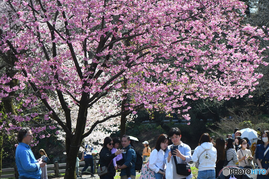 新宿御苑の桜