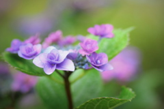 土門拳記念館の紫陽花 ①