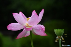 今日はお盆ですね②