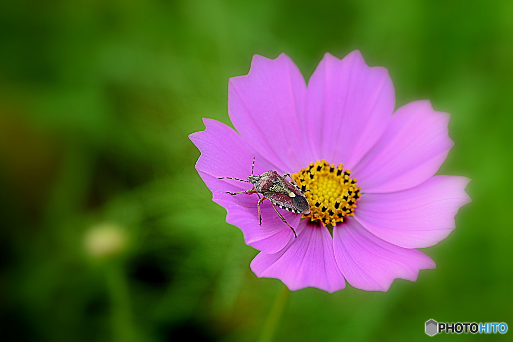 コスモスと 虫さん