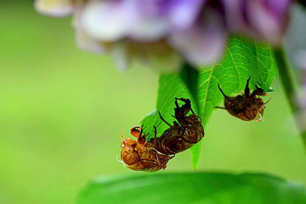 セミの抜け殻　今日はまた増えていました＾＾