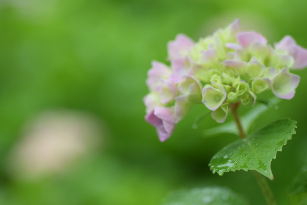 雨の日の紫陽花