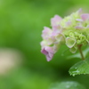 雨の日の紫陽花