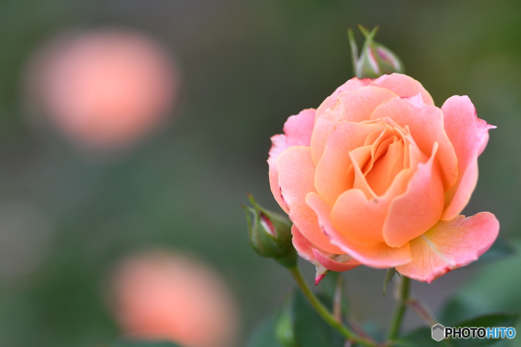 薔薇