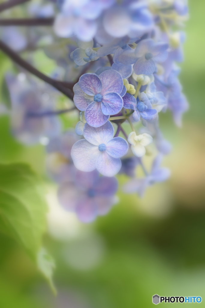 今日も 紫陽花が素敵です