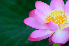 今日の 蓮の花