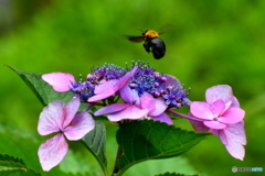 クマ蜂さんと 紫陽花