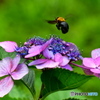 クマ蜂さんと 紫陽花