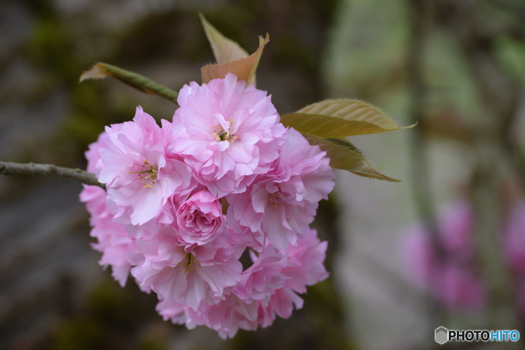 今日の八重桜 ①